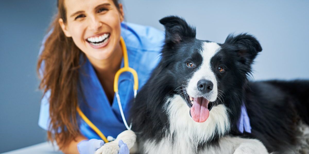 בחירת מרפאה וטרינרית